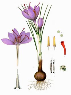 Planche de crocus sativus