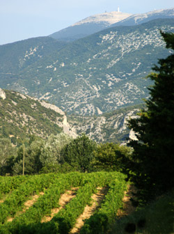 La safraneraie de l'or rouge des 3 rivières, Safran de Provence, Safran de France, crocus sativus